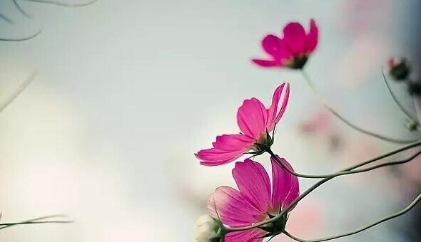 拂去風塵，讓心靜靜